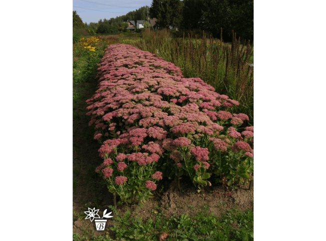 Sedum spectabile   'Koningskerze'